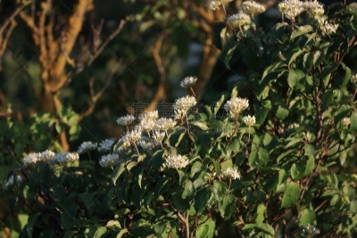 欧亚红花山苵萸,花朵,水平画幅,枝繁叶茂,无人,夏天,木兰纲,生态多样性,箭木,植物