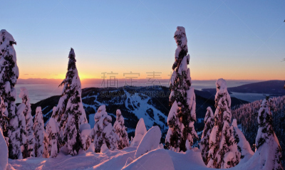 柏树,滑雪坡,山,塞浦路斯碗滑雪场,滑雪缆车,滑雪运动,滑雪雪橇,温哥华,雪山,大不列颠哥伦比亚