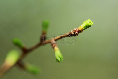 花蕾,美洲落叶松,特写,新的,春天,松树,水平画幅,无人,显现,摄影