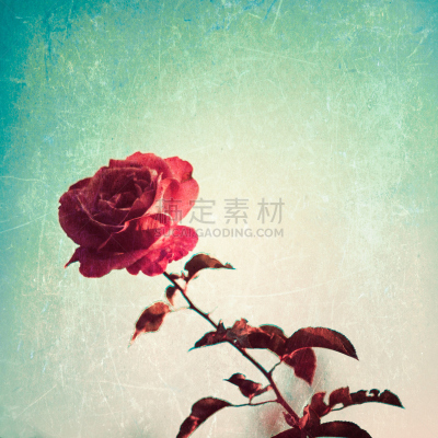 纹理效果,玫瑰,天空,古老的,古典式,夏天,仅一朵花,凌乱,羊皮纸,不平坦的