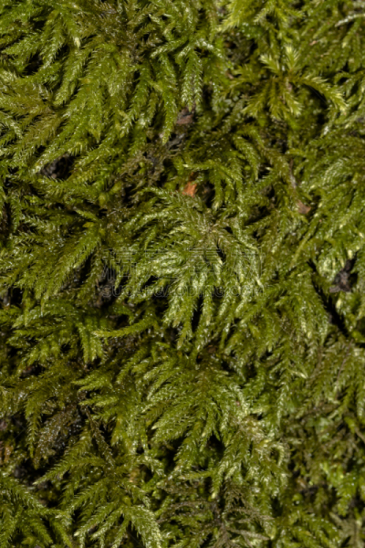 自然,彩色背景,垂直画幅,环境,图像,苔藓,枝繁叶茂,草,克罗地亚,曲尾藓