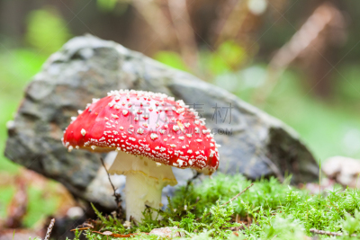 毒蝇菇,平衡折角灯,伞形毒菌,植物叶柄,毒蘑菇,魔术,美,水平画幅,无人,夏天