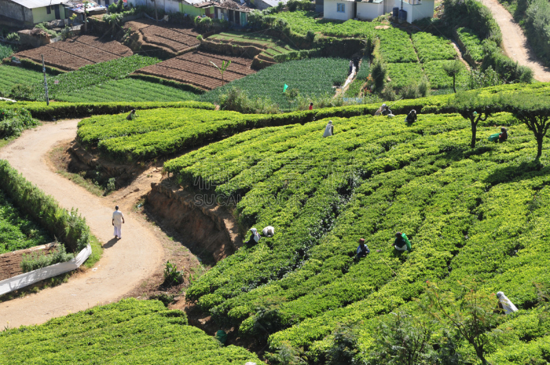 茶树,地形,天空,水平画幅,枝繁叶茂,山,纯净,夏天,户外,农作物
