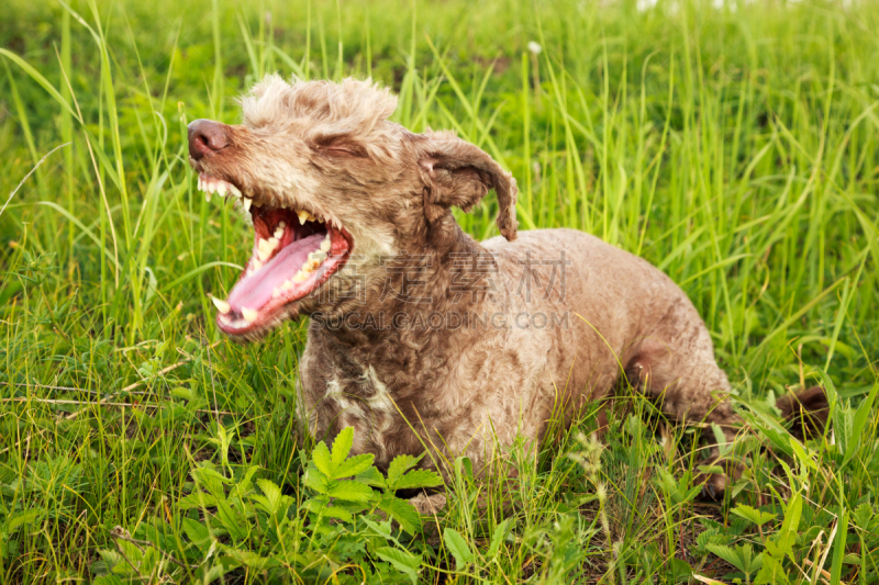 狗,Lakeland Terrier,褐色,草地,纯种犬,寻回犬,水平画幅,张着嘴,家畜,梗犬