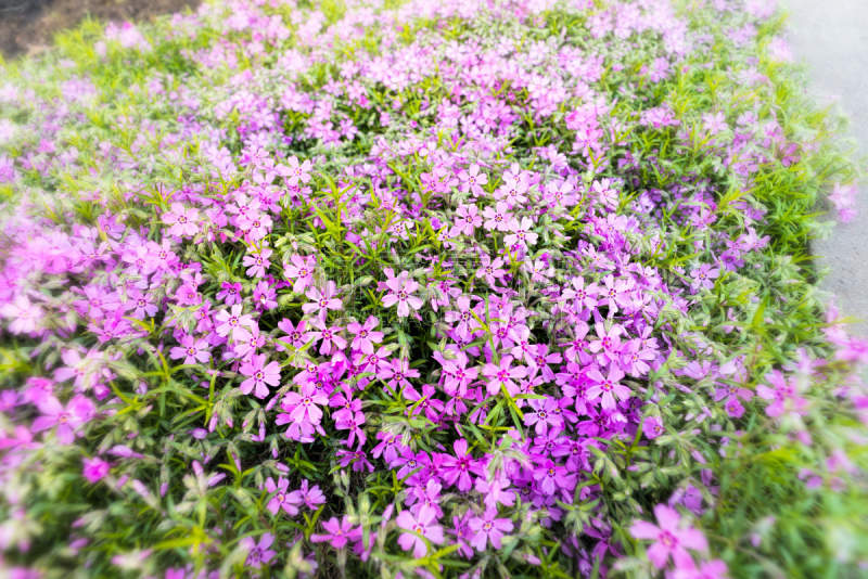 水香花菜,粉色,公园,水平画幅,无人,户外,特写,植物,大特写