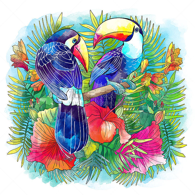 巨嘴鸟,热带鸟,热带的花,自然,无人,蓝色,鸟类,热带雨林,观鸟,品红色