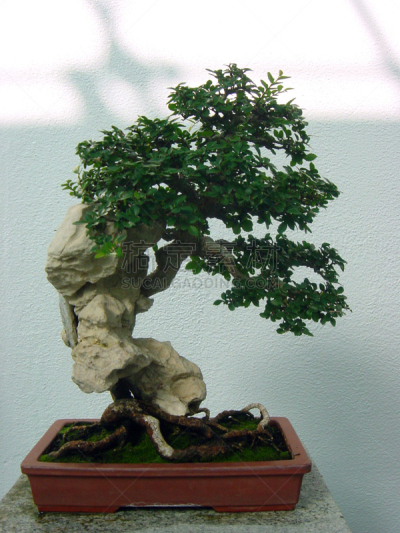 盆景,矮小植株,垂直画幅,艺术,无人,户外,园艺展览,植物,彩色图片,枝