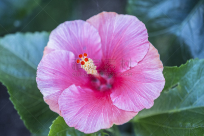 自然,美国,水平画幅,无人,长木花园,宾夕法尼亚,花,摄影