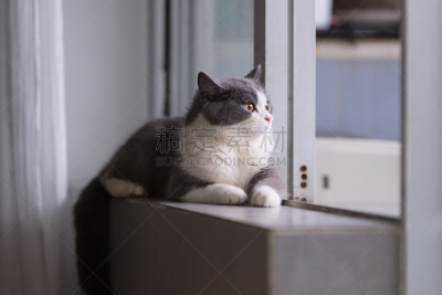 猫,灰色,室内,短毛猫,暹罗猫,埃及猫,英国长毛猫,动物眼睛,毛绒绒,小猫