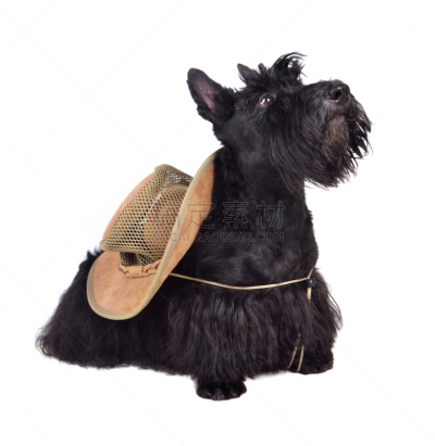 梗犬,黑色,帽子,苏格兰粗毛猎狐犬,垂直画幅,哺乳纲,白色,看,狗,乐趣