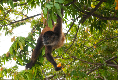 蜘蛛猿,托尔图格诺,tortuguero national park,里蒙省,猴子,哥斯达黎加,香蕉树,中美洲,国家公园,水平画幅
