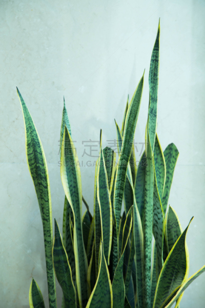 虎尾兰,室内植物,盆栽植物,自然,垂直画幅,图像聚焦技术,选择对焦,南美,绿色,无人