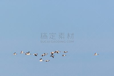 普通雌麻鸭,天空,雌麻鸭,秋沙鸭,张开翅膀,水平画幅,无人,鸟类,动物身体部位,野外动物