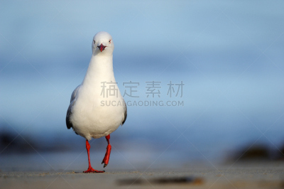 红喙海鸥,水,天空,水平画幅,鸟类,动物身体部位,野外动物,特写,水禽,看