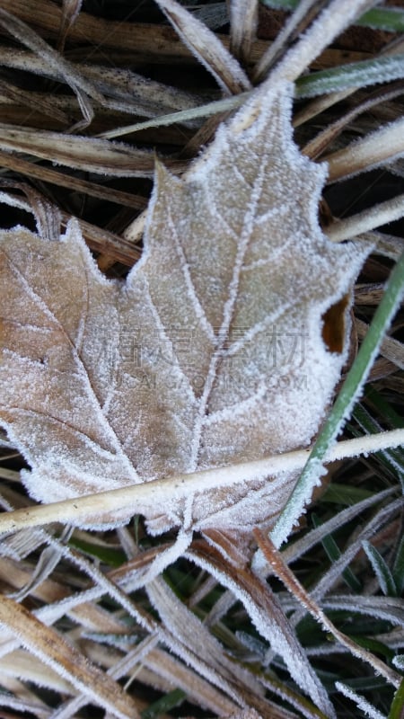 四季,垂直画幅,选择对焦,雪,无人,夏天,户外,特写,前景聚焦,冬天