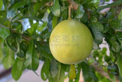 野生植物,葫芦树,葫芦,炮弹果属,农业,胡瓜,清新,自然界的状态,热情,热带气候