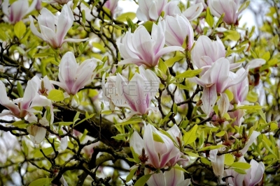 玉兰类,白色,花朵,自然美,大群动物,木兰科,请回避记号,春季系列,美,时段