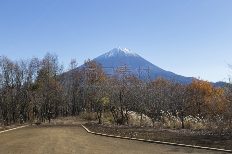 富士山,山,秋天,日本,saiko lake,富士吉田,河口湖,水平画幅,早晨,旅行者