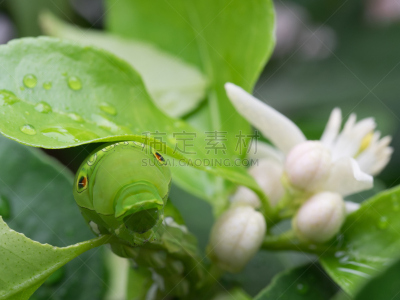 绿色,毛虫,防风设备,水平画幅,蝴蝶,无人,芸香科,户外,仅一朵花,酸橙