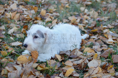 可爱的,希利哈姆犬,小狗,进行中,秋天,叶子,威尔士,2到3个月,博德猎狐犬,梗犬