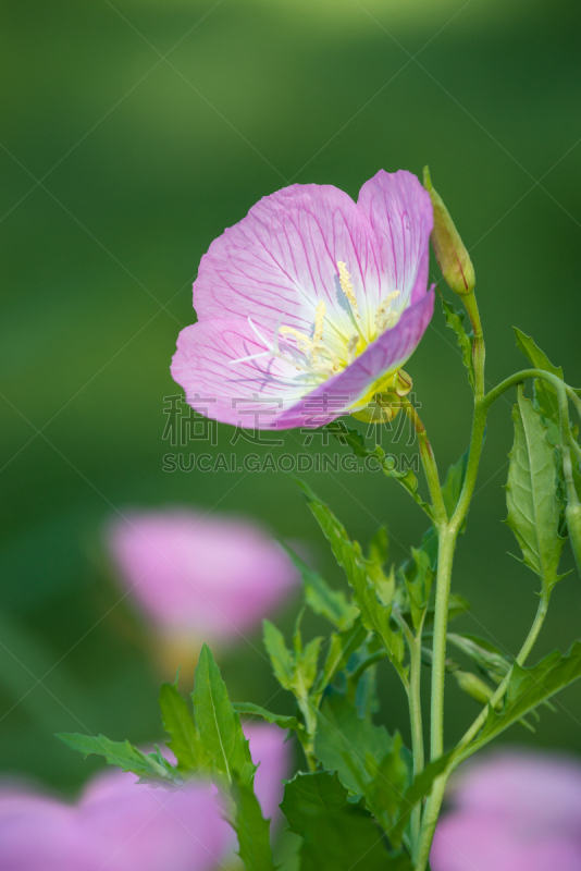 粉色的月见草,夜来香,自然,垂直画幅,草地,绿色,无人,户外,野生植物,特写