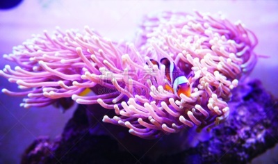 水,珊瑚,园林,鸡尾酒,东南亚,干净,橙色鳍海葵,珊瑚色,休闲活动,水平画幅