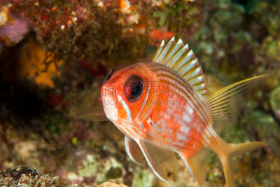 longspine squirrelfish,自然,水,水平画幅,无人,水下,野外动物,海洋生命,罗阿丹