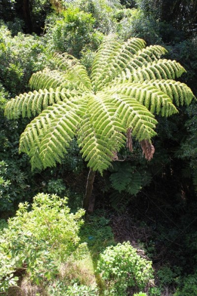 Silver Fern in the Puketi Forest