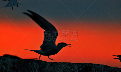 燕鸥,天空,美,水平画幅,夜晚,鸟类,动物身体部位,曙暮光,野外动物,夏天