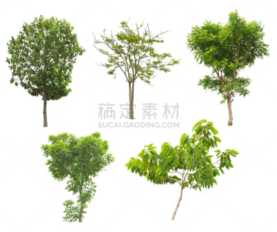 热带树,白色背景,分离着色,水平画幅,枝繁叶茂,无人,巨大的,树,收集,生长