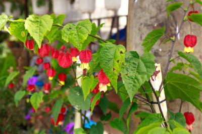 蔓性风铃花,白麻属植物,苘麻,花柱头,项坠,灯笼,水平画幅,夏天,灯,室内植物