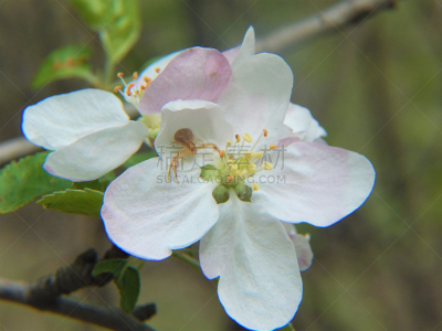 蟹蛛,苹果,密歇根,苹果树,美国,水平画幅,雄蕊,无人,蜘蛛纲,花