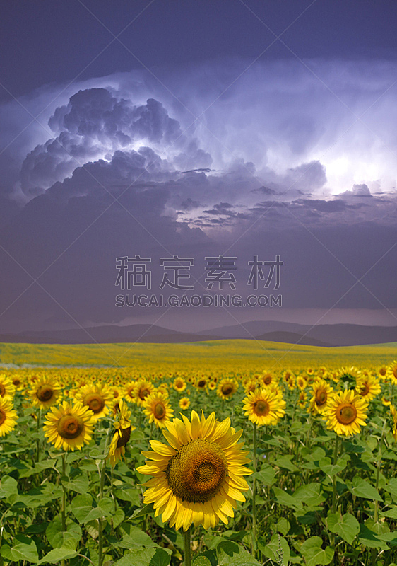 暴风雨,向日葵,垂直画幅,天空,无人,夏天,户外,特写,农作物,田地