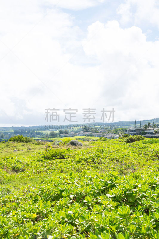 夏威夷,毛伊岛,普鲁拉,太平洋岛屿,垂直画幅,热带气候,火山岩,图像,捕鲸镇,卡阿纳帕利沙滩