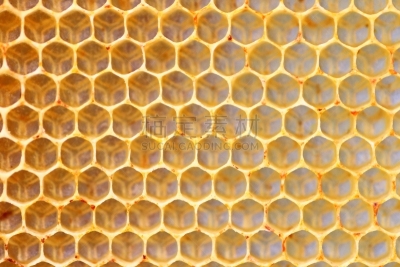 特写,空的,六边形,满画幅,细胞结构,蜂蜡,养蜂,正面视角,水平画幅,形状