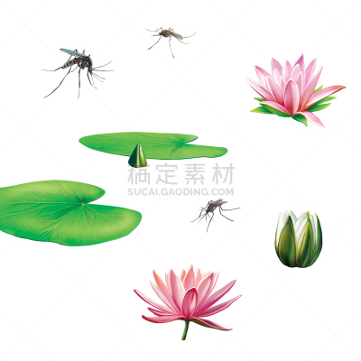 蚊子,昆虫,植物群,水彩画颜料,池塘,沼泽,叶子,水黾,吸盘,疟原虫