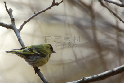 黄雀,自然,野生动物,水平画幅,无人,日本,鸟类,雄性动物,北美歌雀,冬天