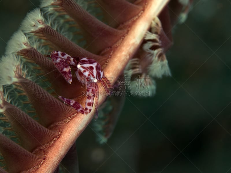 porcelain crab,软珊瑚,选择对焦,水平画幅,高视角,整体情况,动物学,水下,动物习性,动物身体部位