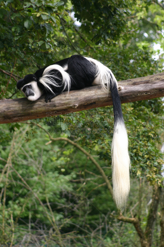 black and white colobus,垂直画幅,绿色,非洲,茂密的,叶猴,动物,枝,尾巴,黑白图片