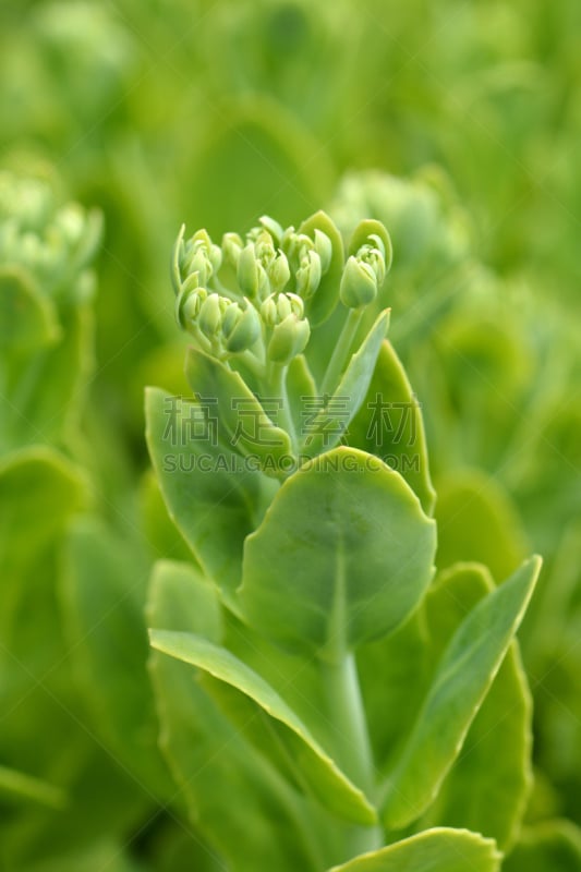 景天属植物,蝴蝶,自然,垂直画幅,图像,花蕾,克罗地亚,冰草,叶子,春天