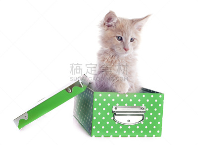 缅因库恩猫,小猫,姜黄色的猫,褐色,水平画幅,可爱的,无人,白色背景,盒子,幼小动物
