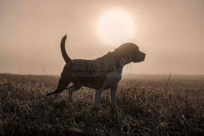 狗,比格犬,雾,拥挤的,褐色,水平画幅,早晨,户外,草,猎犬