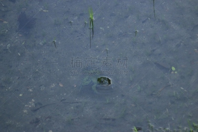 夏天,湿地,苏格兰高地,沼泽,秘密,旅途,凉棚,纯净,华贵,云