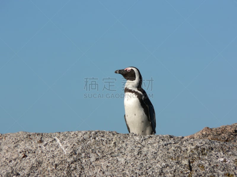 企鹅,寂寞,西蒙斯敦,非洲企鹅,领导能力,水平画幅,鸟类,开普敦,动物学,野外动物