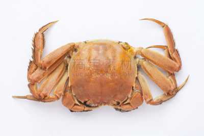 煮食,螃蟹,水平画幅,膳食,海产,特写,白色,晚餐,烹调,瘦身