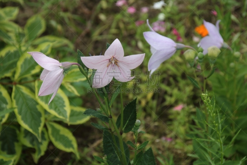 风铃草属,自然,草地,水平画幅,地形,无人,欧洲,夏天,偏远的,户外