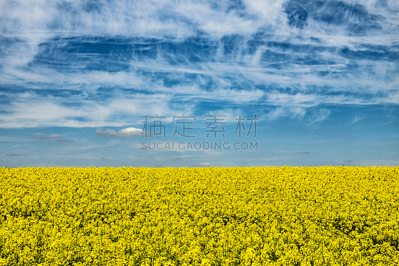天空,蓝色,田地,黄色,油菜花,自然,草地,水平画幅,地形,无人