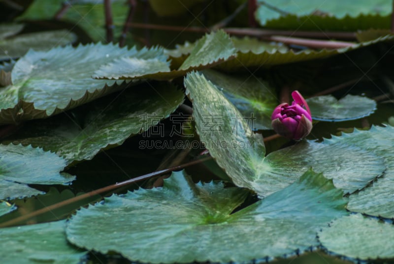 水,莲花坐式,印度,红色,蓝湖,正面视角,美,艺术,荷花,水平画幅