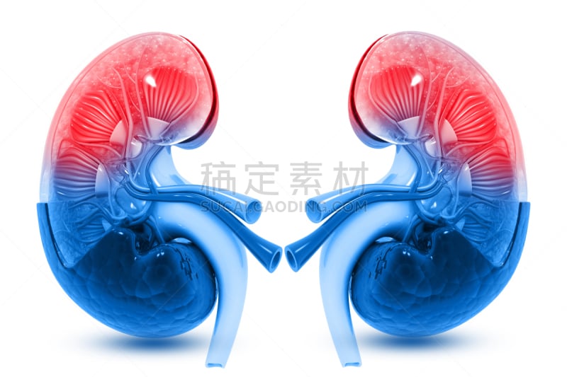 人类肾脏,横截面,泌尿系统,输尿管,肾上腺,肾脏,人,三维图形