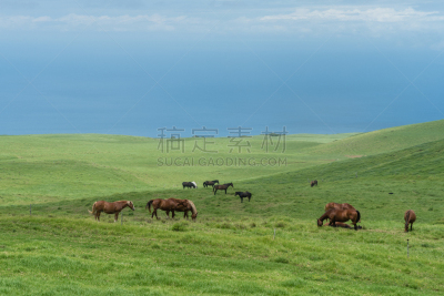 夏威夷大岛,马,草地,食草,柯哈拉海滩,天空,高视角,夏天,草,哺乳纲